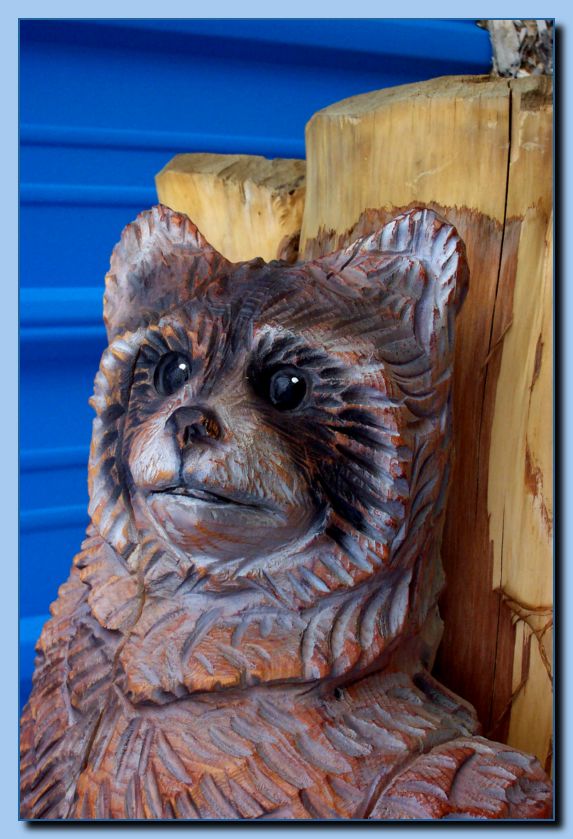 2-06 raccoon attached to tree-archive-0006